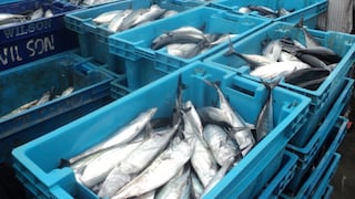 Economía peruana: Sector pesquero busca reactivarse