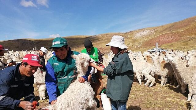 55 mil cabezas de ganado serán protegidas de las heladas con nuevos cobertizos en Cusco