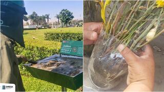 Ica: realizan vigilancia contra el mosquito Aedes Aaegypti en camposantos