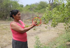 Los limones de Piura se quedan pequeños por la falta de agua