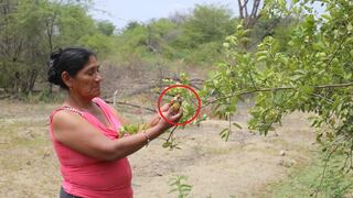 Los limones de Piura se quedan pequeños por la falta de agua