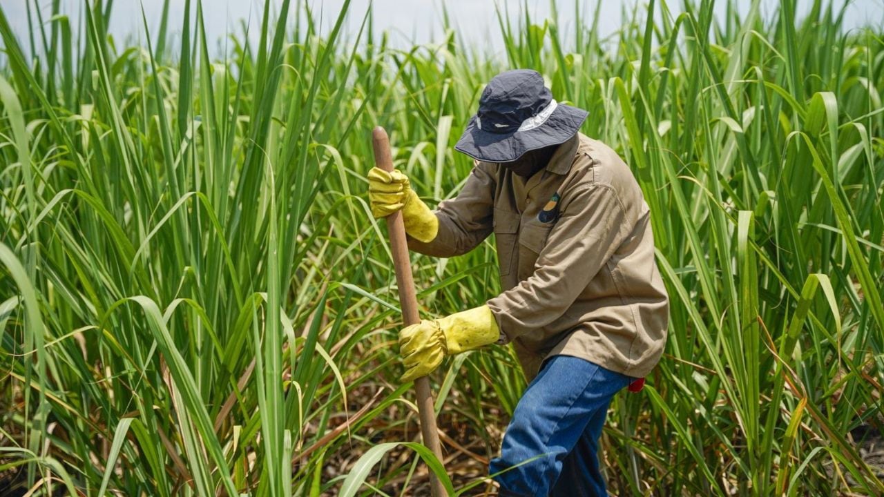 Se reportaron más cosechas en la región, según INEI.