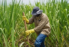 Producción de caña de azúcar creció 10.9% en La Libertad