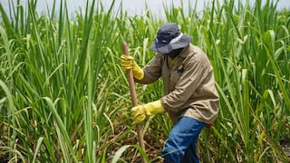 Producción de caña de azúcar creció 10.9% en La Libertad
