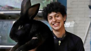 México: un joven estudiante cría los conejos más grandes del mundo en Puebla 