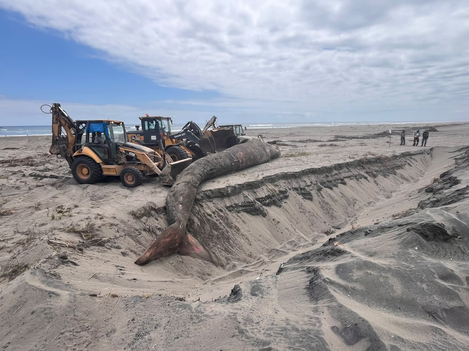 Entierran ballena que murió tras quedar varada por más de un día en una de las playas de Islay. Foto: Municipalidad de Dean Valdivia.