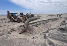 Arequipa: Entierran ballena que murió tras quedar varada en Islay