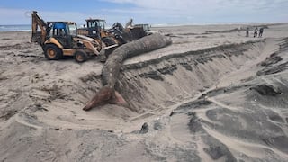 Arequipa: Entierran ballena que murió tras quedar varada en Islay