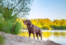 Mascotas: Recomendaciones para un proceso de esterilización responsable