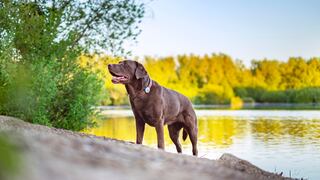 Mascotas: Recomendaciones para un proceso de esterilización responsable