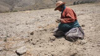 Sequías por fenómeno de El Niño Global afectarían a 116 mil hectáreas de cultivo en Junín 