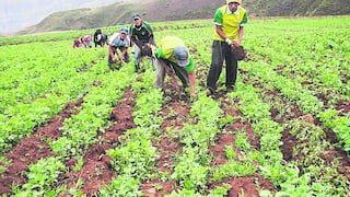 Minagri: Producción agropecuaria creció 3.1%