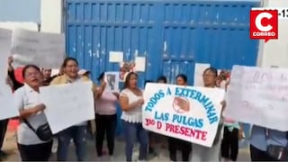 Padres denuncian plaga de pulgas en colegio de San Juan de Lurigancho