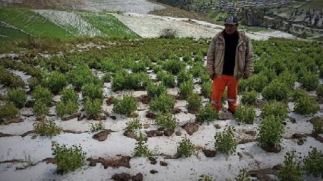 Sequía y cambio climático afecta entre 10 mil y 20 mil hectáreas de cultivos en Ayacucho