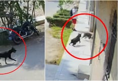 Ica: vecinos alertan por pitbulls sin bozal que habrían atacado a personas y mascotas