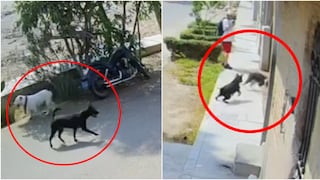Ica: vecinos alertan por pitbulls sin bozal que habrían atacado a personas y mascotas