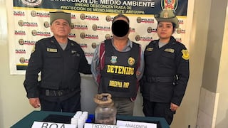 Detienen a hombre por tráfico ilegal de fauna silvestre en Arequipa