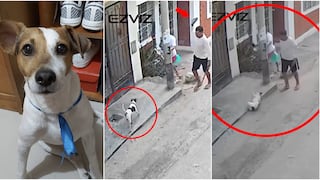 Nasca: hombre lanza piedra en la cabeza a perro y le causa la muerte en Vista Alegre