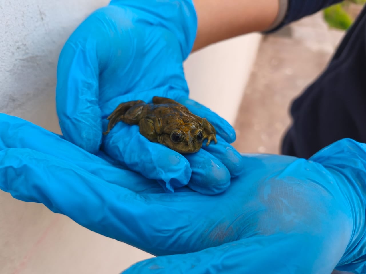 Puno: Serfor decomisa ranas que iban a ser vendidas para jugos medicinales ilegales en Juliaca. Composición: Diario Correo.