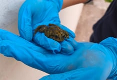 Puno: Serfor decomisa ranas que iban a ser vendidas para jugos medicinales ilegales en Juliaca