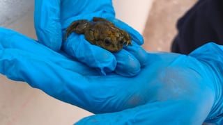 Puno: Serfor decomisa ranas que iban a ser vendidas para jugos medicinales ilegales en Juliaca
