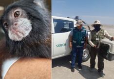 Ica: rescatan a mono pichico en playa de la provincia tras denuncia ciudadana