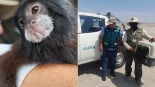 Ica: rescatan a mono pichico en playa de la provincia tras denuncia ciudadana