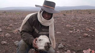 Comuneros preocupados por la muerte de alpacas por nevadas y heladas