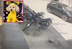 Chiclayo: perrita muere atropellada y conductor se da a la fuga