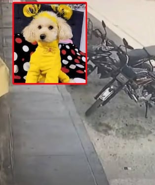 Perrita era muy especial para joven universitaria.