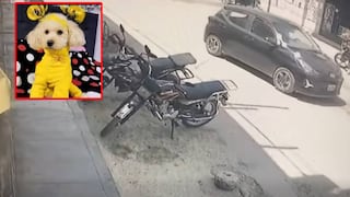 Chiclayo: perrita muere atropellada y conductor se da a la fuga
