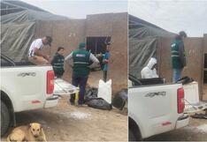 Pisco: mortandad de miles de pollos se debería a posible gripe aviar