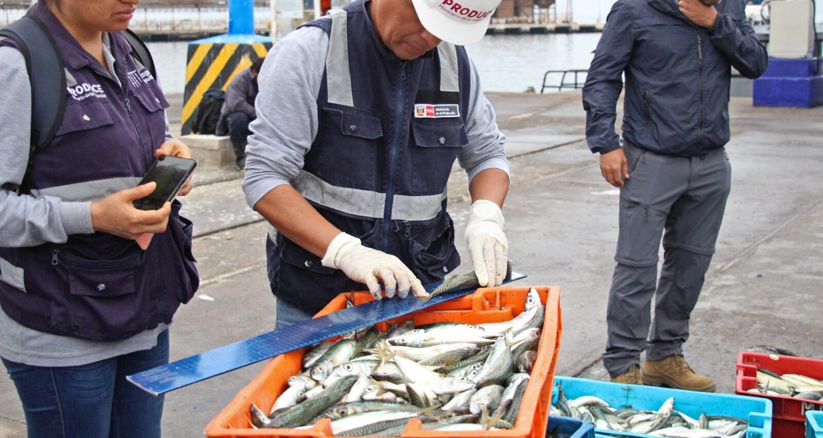Autoridades incautaron 600 kilos de este recurso y abrieron una investigación contra armador pesquero.