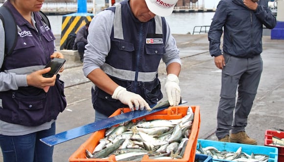 Autoridades incautaron 600 kilos de este recurso y abrieron una investigación contra armador pesquero.