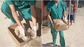 Ica: rescatan a perro que tenía su cabeza en estado de putrefacción en Santiago