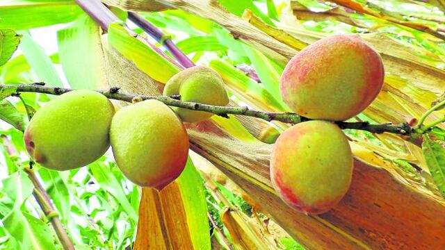 Huánuco tiene 420 Has. de plantaciones de durazno