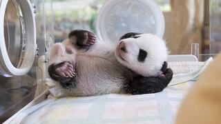 Fotos: Mira cómo saluda un oso Panda recién nacido