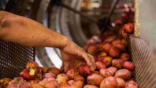 Estudiantes peruanos crean gomita vegana a base de papa para loncheras escolares