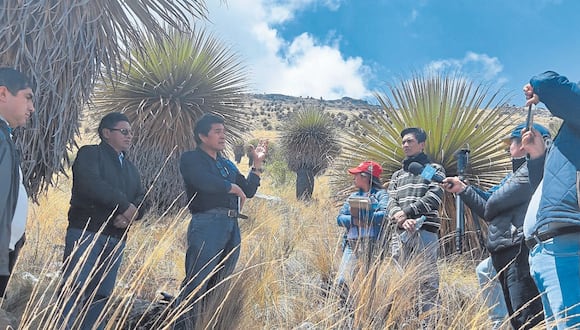 En las faldas del Cerro Quinga, en Salpo (Otuzco), hay plantas de esta especie. Profesionales de Chavimochic se comprometieron a fortalecer el bosque y  promocionar el nuevo atractivo turístico regional.
