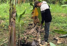 Piura: Productores elaboran sus bioinsumos para fortalecer el banano orgánico frente al Fusarium