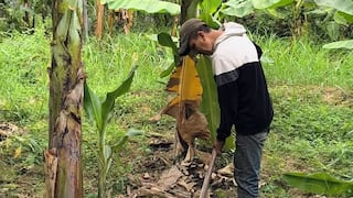 Piura: Productores elaboran sus bioinsumos para fortalecer el banano orgánico frente al Fusarium