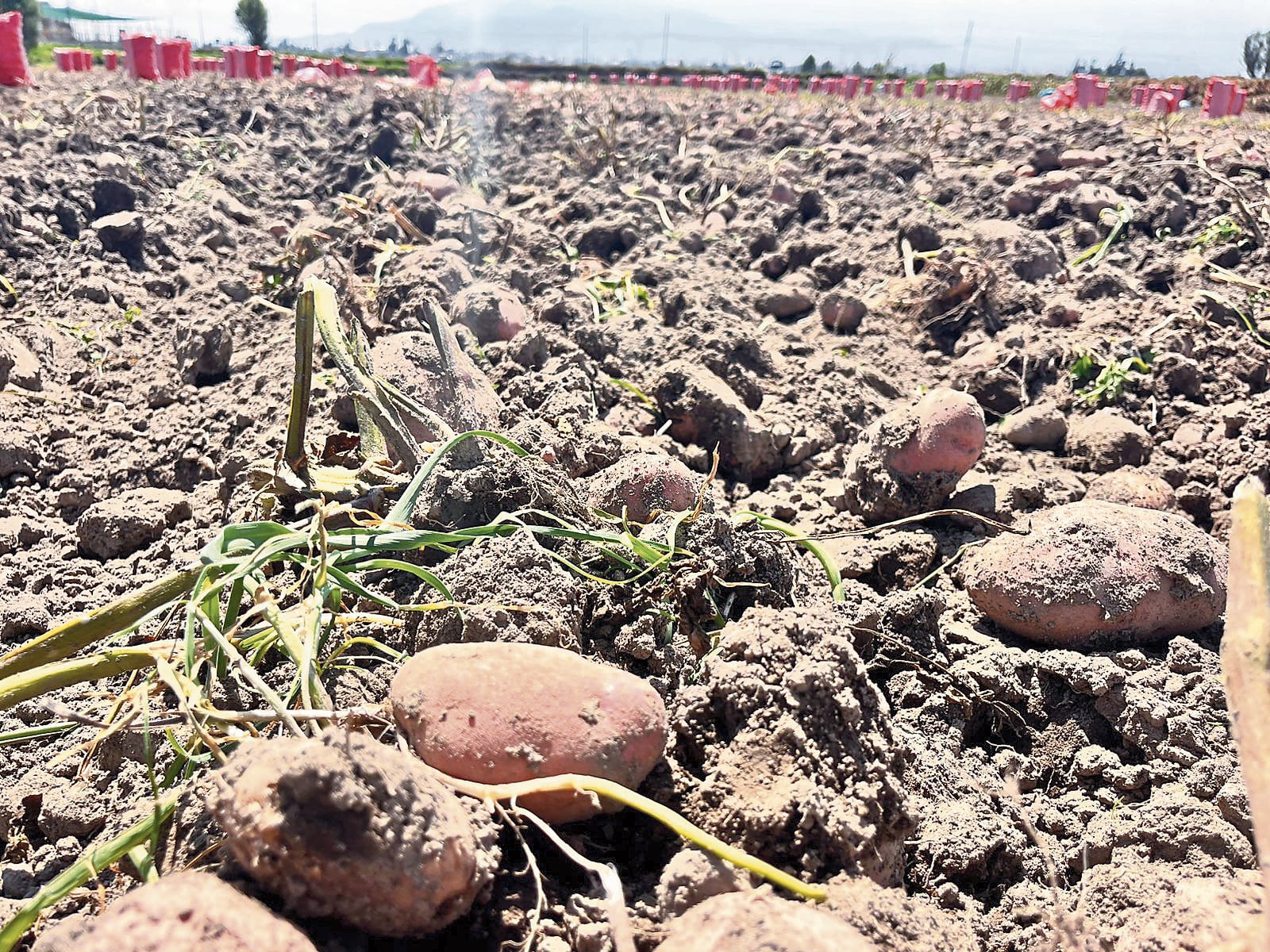 Cultivos en Arequipa se ven afectados por el incremento de las temperaturas. Foto: GEC.
