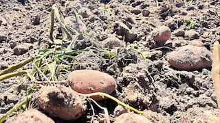 Arequipa: Déficit hídrico reduce la dotación de agua para Majes