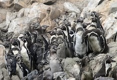 Pisco: imágenes inéditas del pingüino de Humboldt en plena muda revelan un ciclo de su vida silvestre