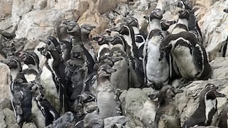 Pisco: imágenes inéditas del pingüino de Humboldt en plena muda revelan un ciclo de su vida silvestre