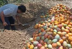 Entierran 2 mil toneladas de mango para evitar plaga de mosca, en Lambayeque