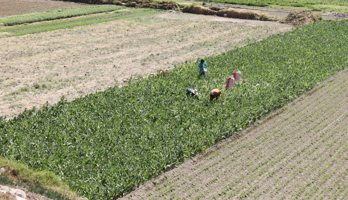 Agricultores no terminan proceso de titulación ante la SUNARP. (Foto: GEC)