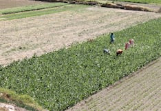 Agricultores de Arequipa no terminan titulación: solo 800 de 6 mil certificados inscribieron en la Sunarp