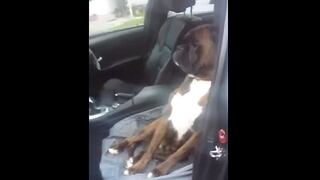 YouTube: Perro no quiere ir al veterinario (VIDEO)