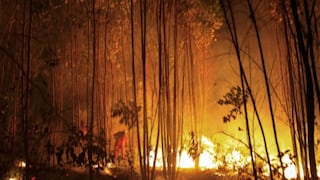 Argentina: Miles de hectáreas destruidas por numerosos incendios forestales